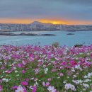 모정고개 정자옆 | [제주 함덕여행] 서우봉 올라가 보세요✨ 정자뷰·코스모스·말과의 교감 (내 돈 내산 후기)