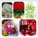 참 한삼 이미지