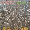 미선나무 꽃 만개 이미지