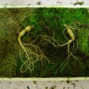 마태농장2 이미지