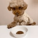 치치까까 이미지