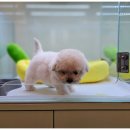 대구강아지분양 마마스미독 본점 이미지