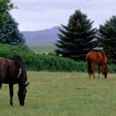 도희목장 이미지