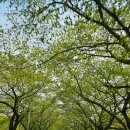 (주말일기)금산 에딘버러cc, 공주 광장분식 후기