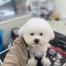 상아지네 네이버블로그