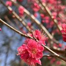 형형색색의바위들 | 양산 통도사 홍매화 실시간 개화상태, 부부 봄나들이 다녀온 후기