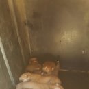 팔음농장 이미지