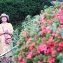 앵지밭골 이미지