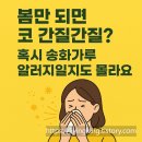 자연은동물병원 | 봄만 되면 코 간질간질? 혹시 송화가루 알러지일지도 몰라요