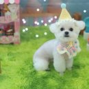 꽃개애견미용 이미지