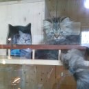 우쭈쭈애견샵 이미지