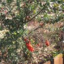 소호목장1 이미지