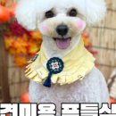 애견풀하우스 이미지