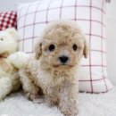 사랑애견샵 이미지