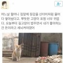 고냥이