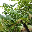 대광농장(2농장) 이미지