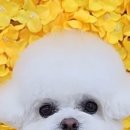 숑숑펫살롱 이미지