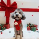 저녁 생활미용 초급 | 화곡동 애견미용 잘하는곳 완전실력굿 펫이발소 후기!