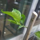 삐꾸네