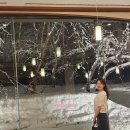 아마코드주 | 일본 아오모리 겨울 여행 🍏 일본 온천여행 추천 직항 3월 날씨