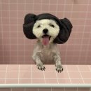 디어펫살롱 이미지