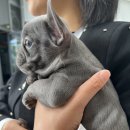 도그메종 이미지