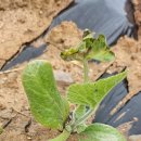 한종농장 이미지