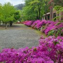 비발디 캠핑파크 설악오색점
