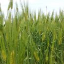 만연농장 이미지