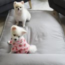 디엔씨펫 이미지