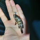 금진항 화장실 | [강원도 금진항 낚시 후기] 우럭 잡고 왔습니다!