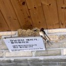 제비카페 | 망상해수욕장 해무에 실망했다가 제비한테 힐링받은 카페, 카페클램 방문 후기