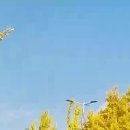 올림픽공원 가을 명소 단풍 은행잎 황금잎 주차장 알았어 이거 이미지