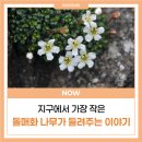 나무가 들려주는 환경이야기 | [생태연구소/기고] 지구에서 가장 작은 돌매화나무가 들려주는 이야기 (생태환경잡지 작은 것이 아름답다)