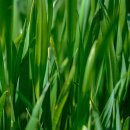 레몬그라스 이미지