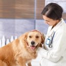 태산동물병원 이미지