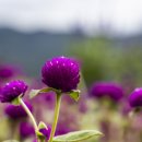 상림화원 이미지