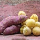 구황작물 이미지