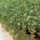 청양농장 이미지