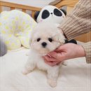나눔펫 책임분양소 강아지분양 김포점 네이버블로그