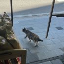 총각네 압구정김밥 | 비내리는 일상 [여주아울렛, 원주 총각순대, 결혼반지 원정대, 압구정 갤러리아, 쇼파드 아이스큐브]