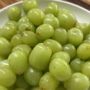 파티포파