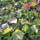 고은농장 이미지