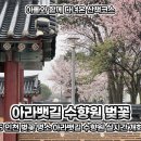 아라뱃길남측공원 | 2026 인천 벚꽃 명소 아라뱃길 수향원 실시간 개화 현황 막차 타세요