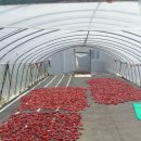 성도상회 이미지