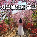 강진신발 | 전남 강진 남미륵사 서부해당화｜4월 가볼 만한 봄꽃 명소