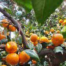 윤정 농장 이미지