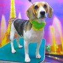 봉구애견미용샵 이미지