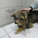 화원연합동물병원 | 믹스견, 슬픈 눈망울 가족 찾아요…화원 저수지, 따뜻한 손길 기다려요 (+유기견, 달성군, 골절)