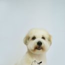 스타애견미용 이미지